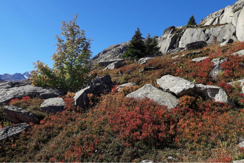 Arrangements im Frühjahr und Herbst